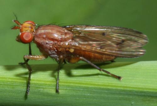 Tetanocera ferruginea